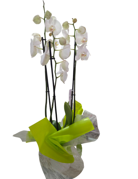 Orquídea Blanca Decorada